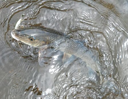 琵琶湖流入河川で和製ボーンフィッシュと戯れる